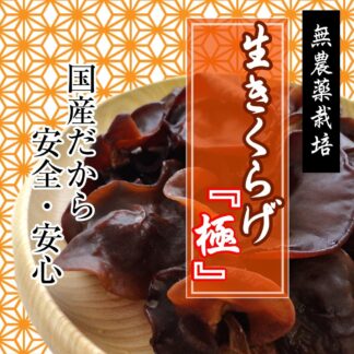 生きくらげ『極み』